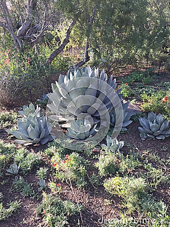 Nature, plants, blue agave Stock Photo