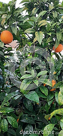 Nature plants Orange tree oranges tree Stock Photo