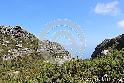 Nature, plants, shrubs, vegetation, rocks on top of Table Mountain National Park, cape town south africa travel Stock Photo