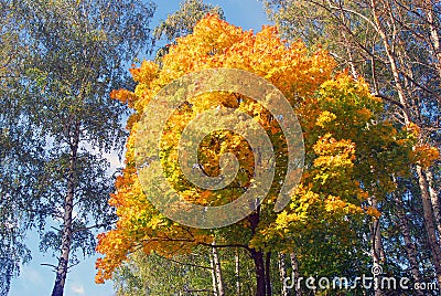 Nature of Ples town, Russia, and the Volga river. Autumn nature. Stock Photo