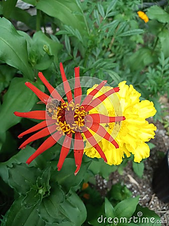 Nature pollination - Bee on Red and Yellow Flowers with Pollen Stock Photo