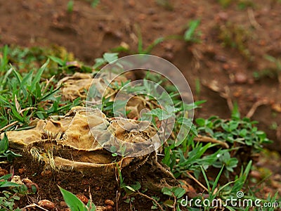 Nature pollution concept presented Stock Photo