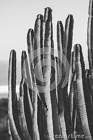 Nature poster. cactus. black and white Stock Photo