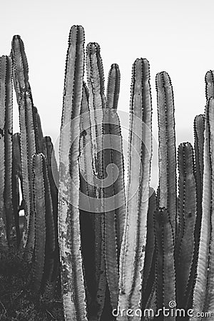 Nature poster. cactus. black and white Stock Photo