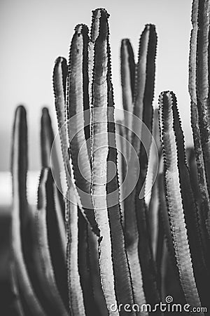 Nature poster. cactus. black and white Stock Photo