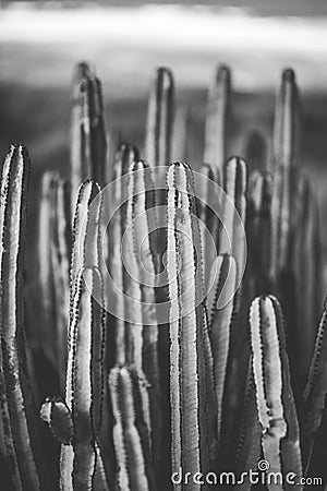 Nature poster. cactus. black and white Stock Photo