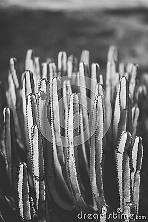 Nature poster. cactus. black and white Stock Photo