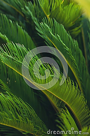 nature poster. leaves of palm tree Stock Photo