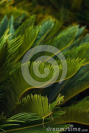 nature poster. leaves of palm tree Stock Photo