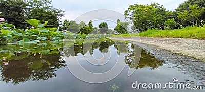 Nature reflects its green beauty in the Japanese lake. Stock Photo