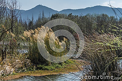 Grass and rushes growing in wetlands with blue sky Stock Photo