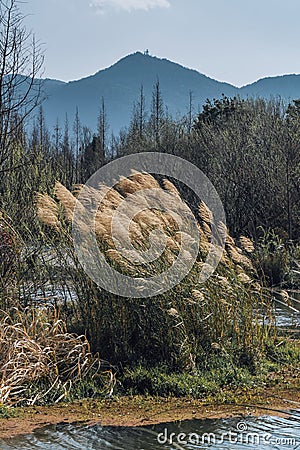 Grass and rushes growing in wetlands with the blue sky Stock Photo
