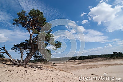 Nature Reserve with Sanddrift Stock Photo