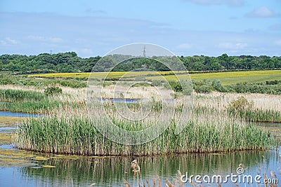 Nature Reserve, St Aidens RSPB sanctuary Yorkshire UK Stock Photo