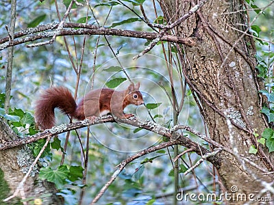 Red Squirrel Forest animal VendÃ©e Stock Photo