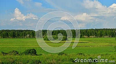 Nature of Russia at the beginning of summer - wild grass and birch trees Stock Photo