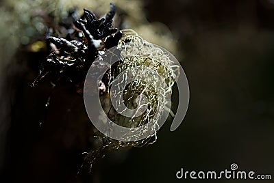 Nature's Abstract - Ragged Green Moss Snagged on Dead Branch Stock Photo