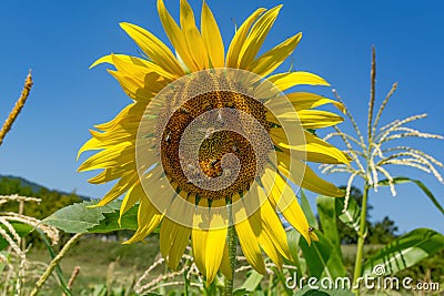 Nature's Harmony: Sunflower Blossom Teeming with Busy Bees Stock Photo