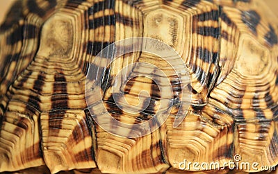 Nature's Patterns - Tortoise Stock Photo