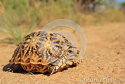 Nature's Patterns - Tortoise Shine Stock Photo