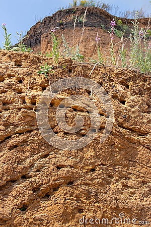 Nature, sandy mountain vertical, nesting swift Apodidae. Bird nests in holes on the banks of a river. Wild bird nests Stock Photo