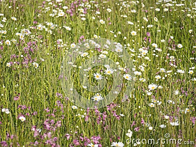 Nature scene with blooming flower meadow with white Leucanthemum, Shasta daisy and pink Lychnis viscaria blossom. Spring Stock Photo