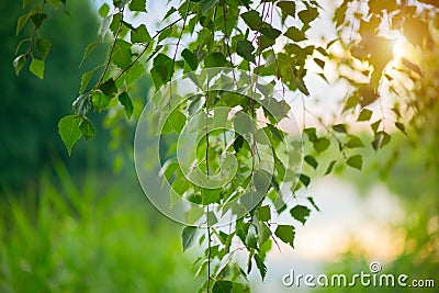 Nature scene. Spring landscape with sun. Beautiful nature tranquil scene. Birch tree leaves in sun light close-up. Outdoor Stock Photo