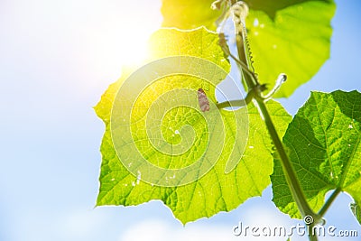 Nature Science and Ecology. Closeup green leaf texture with chlorophyll and process of photosynthesis Stock Photo