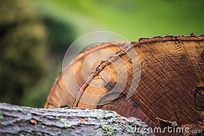 Nature screensaver Stock Photo