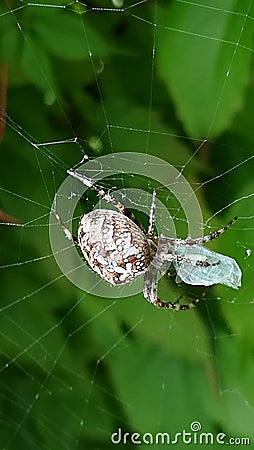 Spider preys on an insect Stock Photo