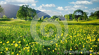 Nature Spring Landscape with A Field of Wild Yellow Buttercups, Green Trees and White Clouds in Blue Sky Stock Photo