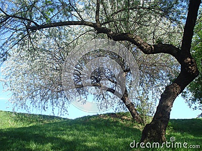 Nature spring landscape Stock Photo