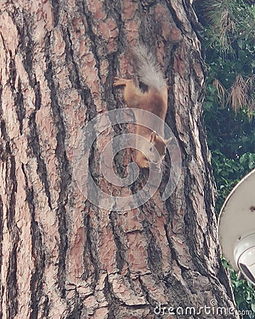 Nature squirrel forest Stock Photo
