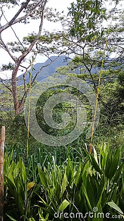 Nature srilanka trawling good Stock Photo