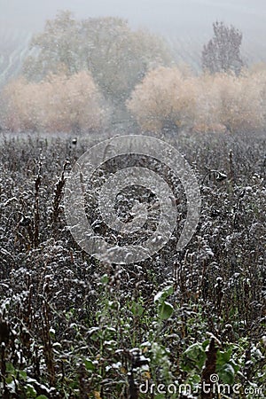 A Nature that is still in Autumn mode is snowed Stock Photo