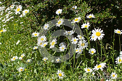 Nature still life - wild daisy flowers or Leucanthemum Vulgare in springtime Stock Photo