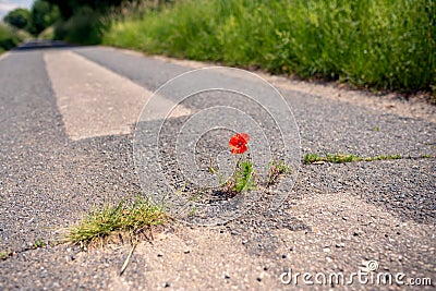 Nature is stronger and is reclaiming human ways. Diversity in nature must be promoted Stock Photo