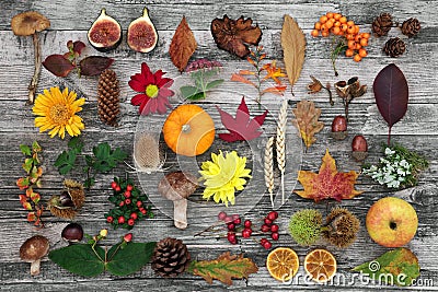 Nature Study in Autumn with Food Flora and Fauna Stock Photo