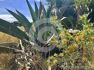 Nature succulent plant Stock Photo