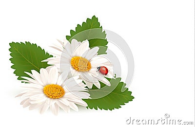 Nature summer daisy flower with ladybug. Vector Illustration