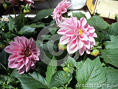 flowering plant flower dahlia with pink petals Stock Photo