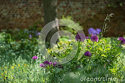 Purple allium flowers reflect the sun amidst white cow parsley and other meadow flowers outside Eastcote House Gardens, London UK Stock Photo