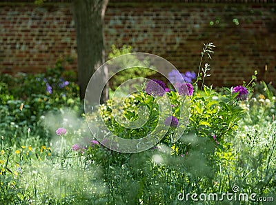 Purple allium flowers reflect the sun amidst white cow parsley and other meadow flowers outside Eastcote House Gardens, London UK Stock Photo