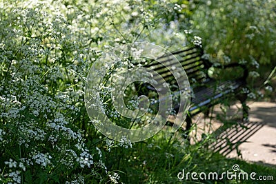 Nature takeover: white cow parsley grow around a black bench outside Eastcote House Gardens, Hillingdon, UK. Stock Photo