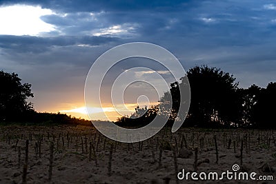 Tapioca plantation with evening sun. Stock Photo