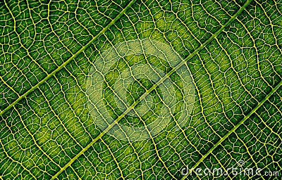 Nature texture closeup leaf veins high detail of macro bio science Stock Photo