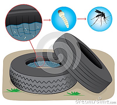 Nature, tires with stagnant water with fly breeding mosquitoes Vector Illustration