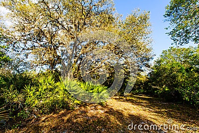 Nature Trail at Jelks Preserve Venice Florida Stock Photo