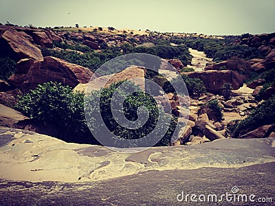 This image is from a massive wood in Mauritania Stock Photo