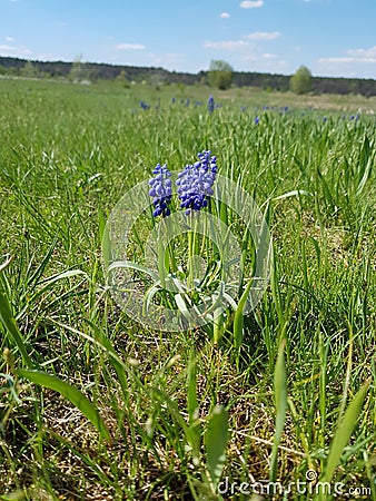 Nature of Ukraine. Filling with energy and admiration. It is not possible to tear off the look Stock Photo